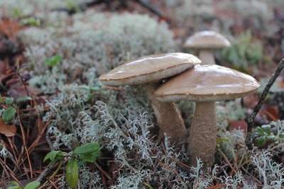 浅焦点摄影的两只棕色蘑菇
